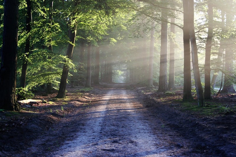 Forest path